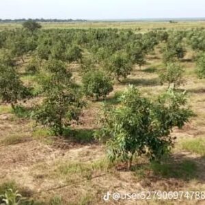 hass avocado seedlings