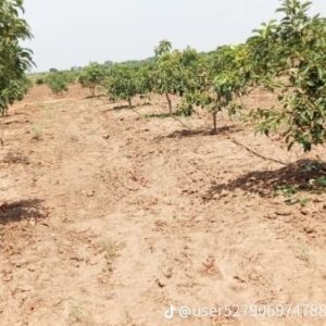 hass avocado seedlings