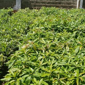 hass avocado seedlings