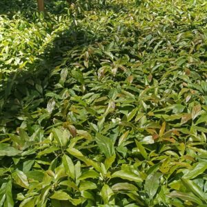 hass avocado seedlings