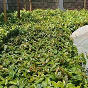 hass avocado seedlings