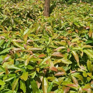 hass avocado seedlings
