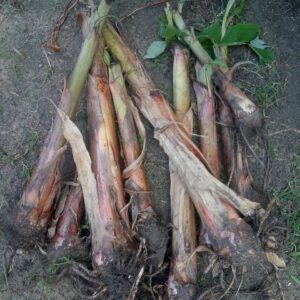 plantain suckers and giant cavendish suckers