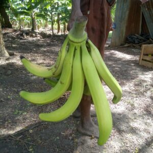 plantain suckers and giant cavendish suckers